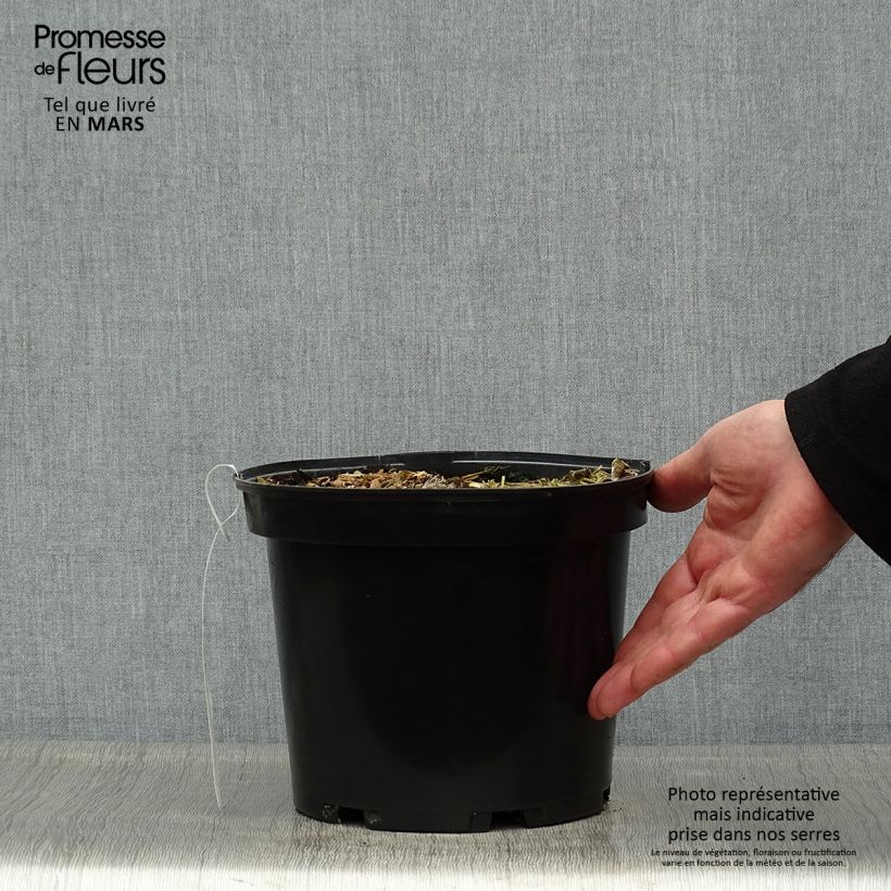 Example of Colocasia Sangria - Oreille d'Eléphant  Pot de 3L/4L as you get in printemps