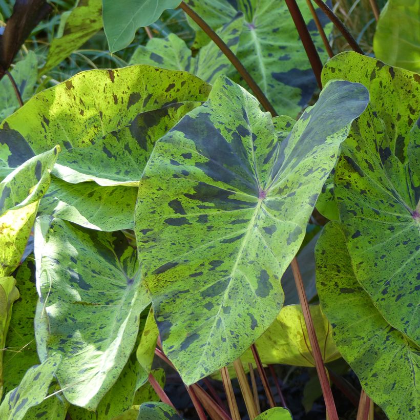 Colocasia esculenta Mojito - Oreille d'Eléphant (Foliage)