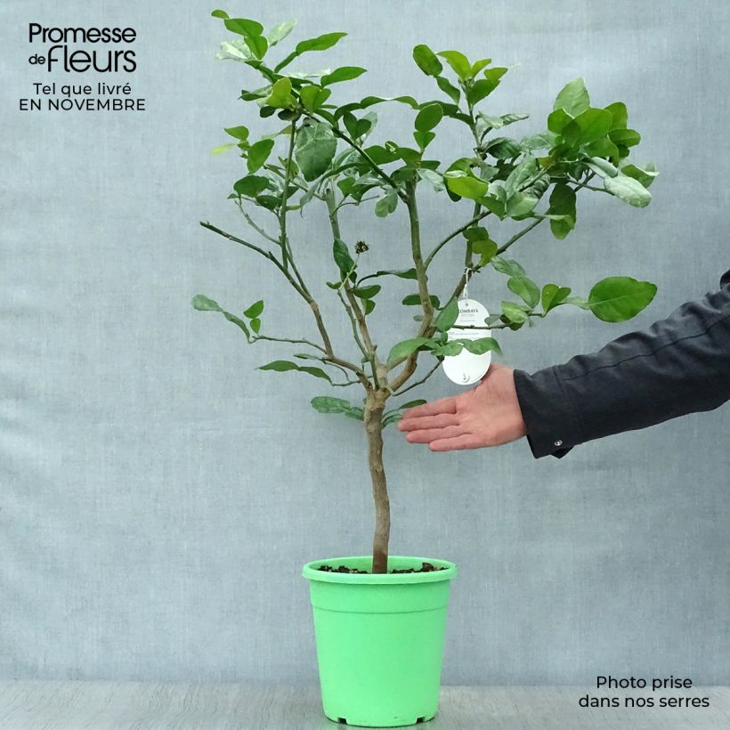 Example of Combawa - Citrus hystrix Pot de 2L/3L, Buisson as you get in automne