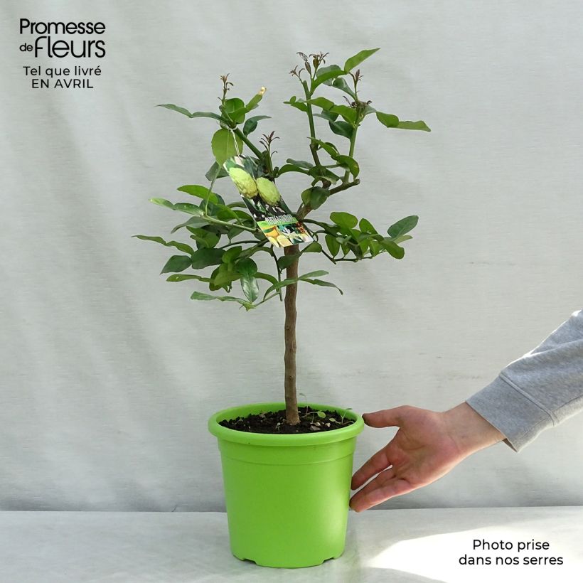 Example of Combawa - Citrus hystrix Pot de 4L/5L as you get in printemps