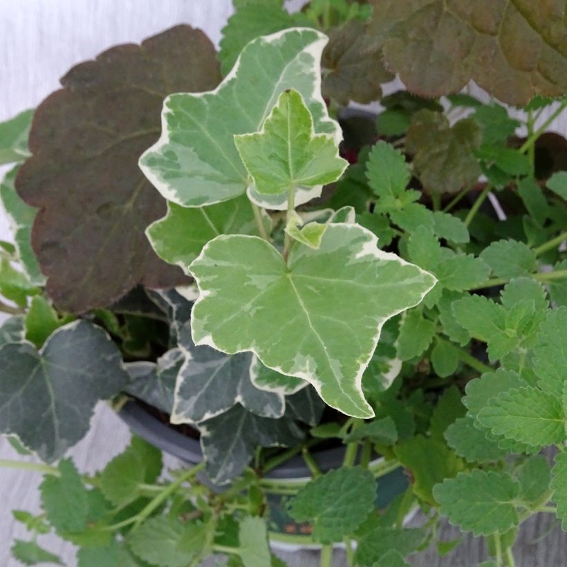 Composition Autumn Breeze - composition de 3 plantes (Foliage)