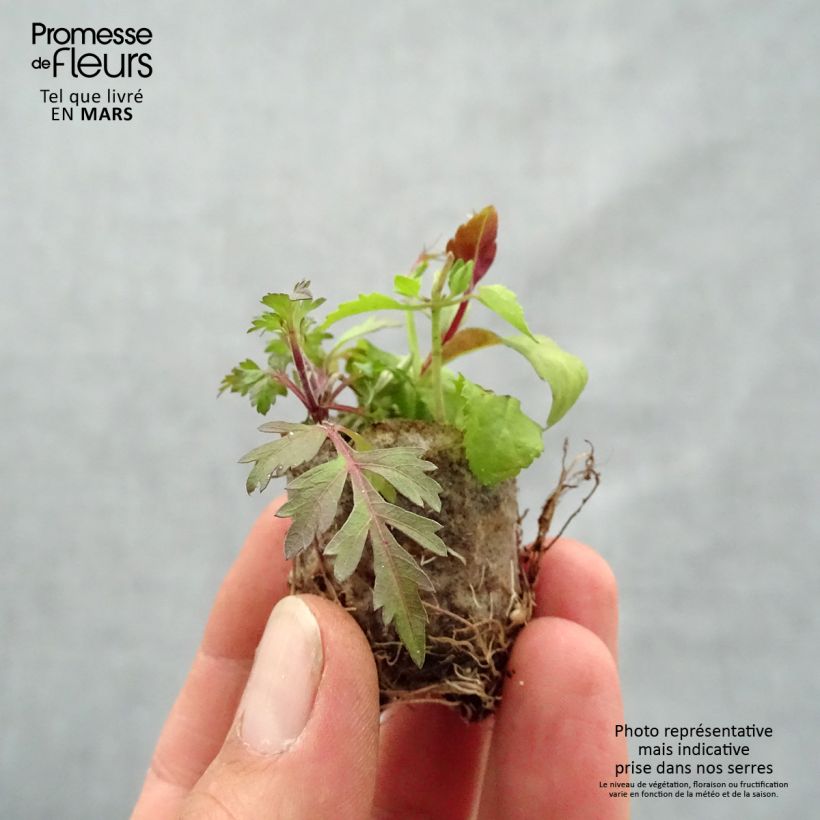 Spécimen de Composition Bee Fabulous - Composition de 3 plantes Mini-motte Ø 3/4 cm, 3 plantes dans la même motte tel que livré au printemps