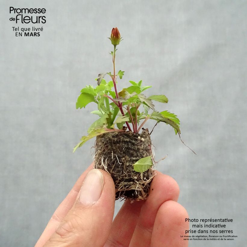 Spécimen de Composition Bee Licious - Composition de 3 plantes Mini-motte Ø 3/4 cm, 3 plantes dans la même motte tel que livré au printemps