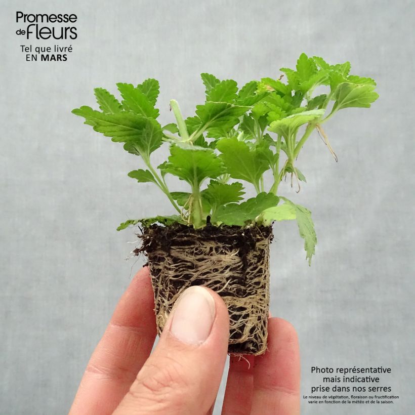 Spécimen de Composition Belle Epoque - 3 Verveines des jardins Mini-motte Ø 3/4 cm tel que livré au printemps