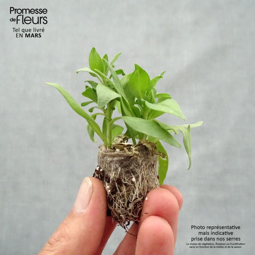 Example of Composition Bonfire - 3 pétunias Beautical aux couleurs assorties Mini-motte Ø 3/4 cm as you get in printemps