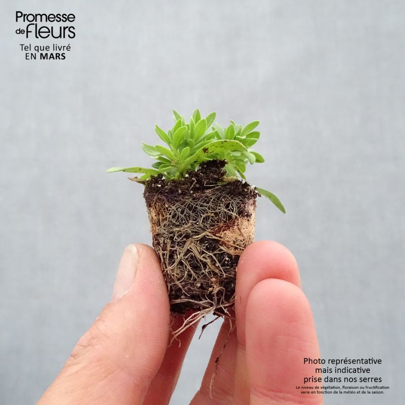 Spécimen de Composition Cabaret Pink Paradise Eyes - Composition de 3 Calibrachoa Mini-motte Ø 3/4 cm tel que livré au printemps