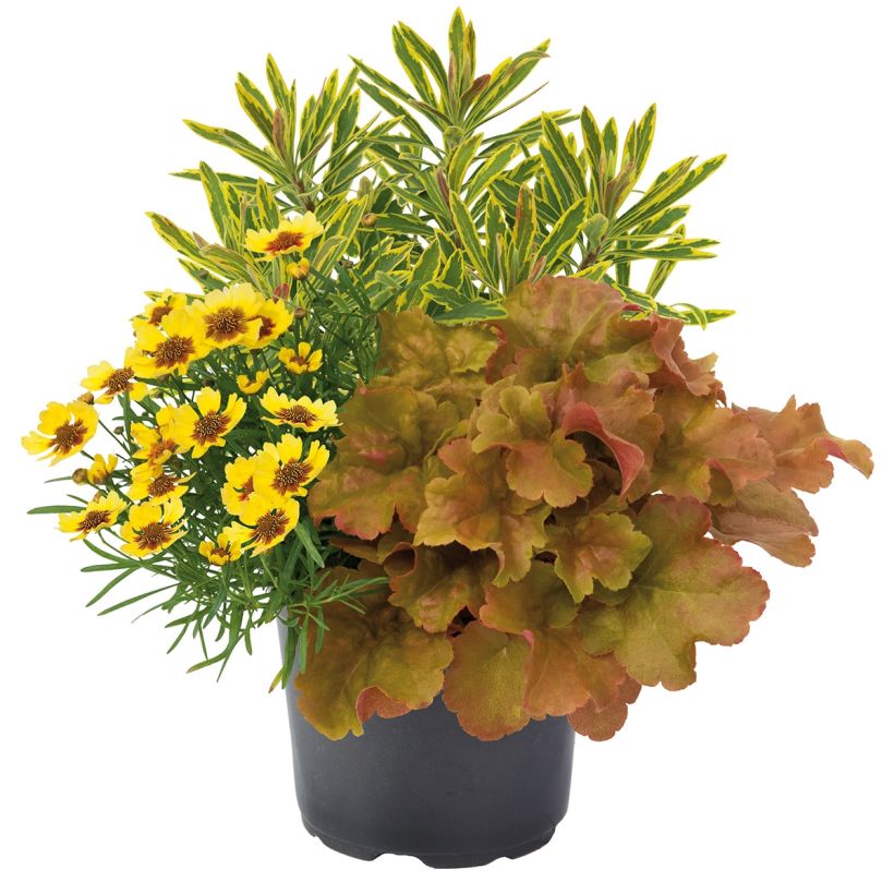 Composition Hidden Treasure - composition de 3 plantes (Plant habit)