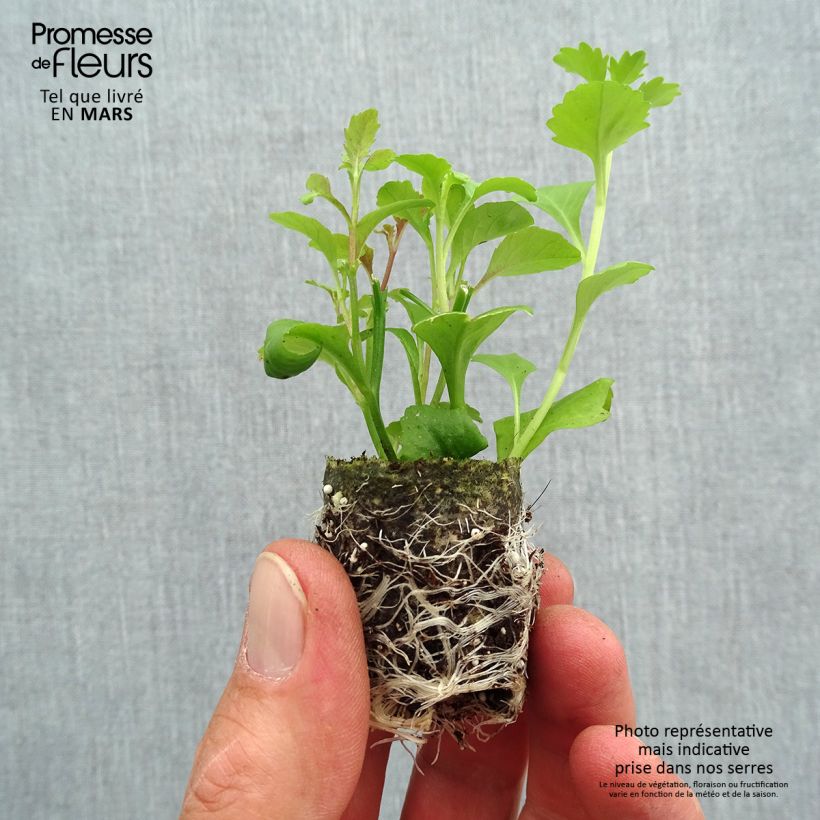 Spécimen de Composition Lobelix Splash - Trois lobélias Hot Springs Mini-motte Ø 3/4 cm tel que livré au printemps