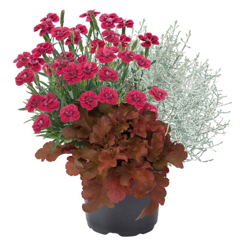 Composition Morning Walk - Composition de 3 plantes (Plant habit)