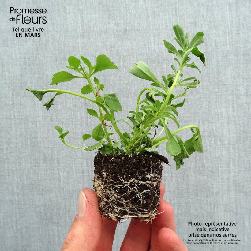 Spécimen de Composition Romance 20 - Composition de 3 plantes annuelles Mini-motte Ø 3/4 cm tel que livré au printemps