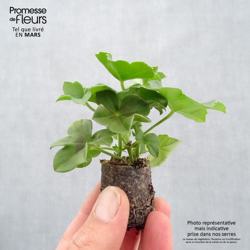 Spécimen de Composition Villetta Red Lilac White - 3 Géraniums lierre dans un pot Mini-motte Ø 3/4 cm tel que livré au printemps