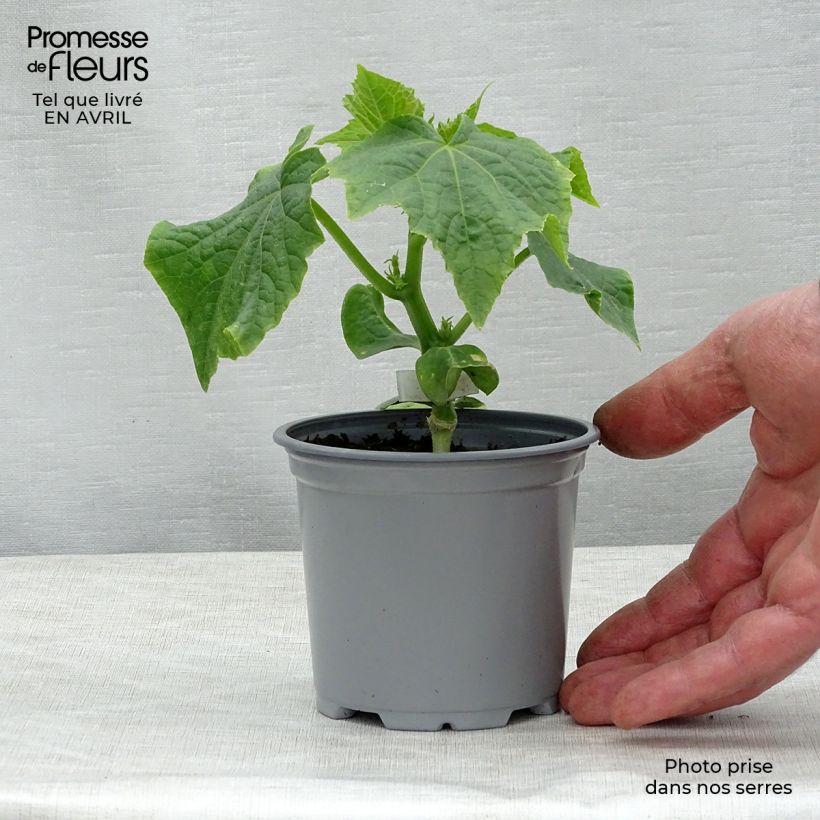 Example of Concombre Crokdelis F1 GREFFES en plants Pot de 10 cm/11cm as you get in printemps