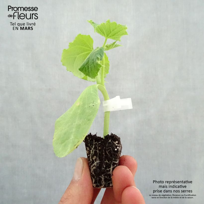 Example of Concombre Crokdelis F1 GREFFES en plants Mini-motte Ø 3/4 cm, Plant greffé de 5 à 10 cm de hauteur as you get in printemps