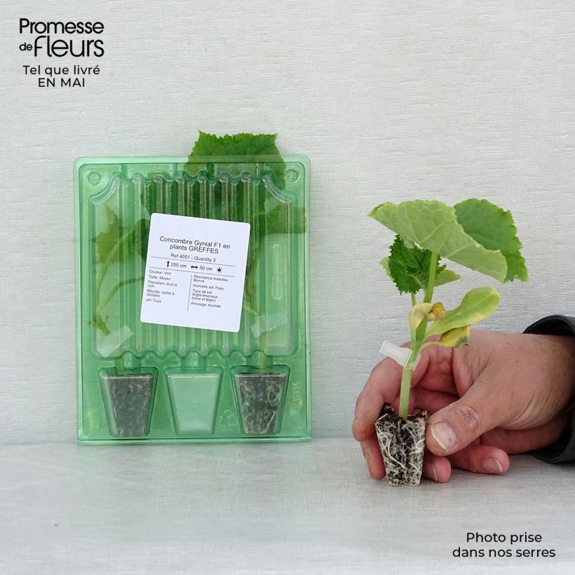 Example of Concombre Gynial F1 GREFFES en plants Mini-motte Ø 3/4 cm, Plant greffé de 5 à 10 cm de hauteur as you get in printemps