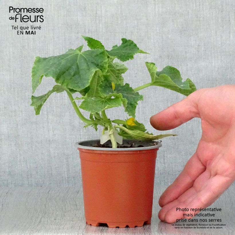 Example of Concombre Gynial F1 GREFFES en plants Pot de 10 cm/11cm as you get in printemps