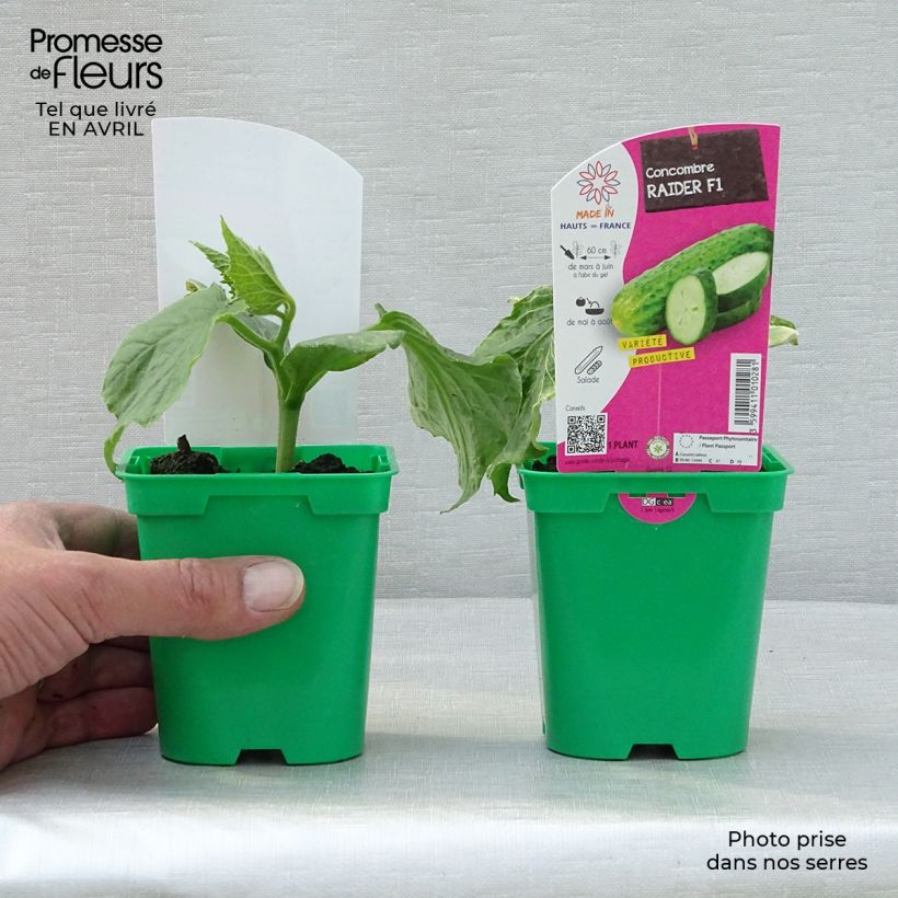 Example of Concombre Raider F1 en plants Pot de 10 cm/11cm as you get in printemps