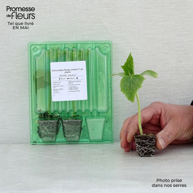 Example of Concombre Rocky (mini) F1 en plants Mini-motte Ø 3/4 cm, Plant vert de 5 à 10 cm de hauteur as you get in printemps