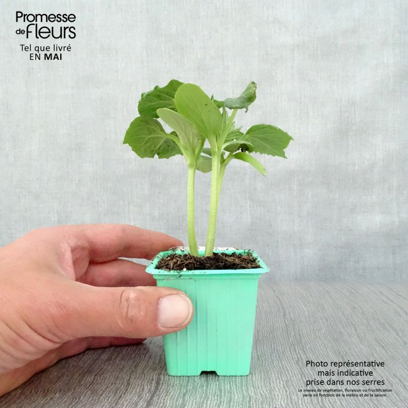 Example of Concombre Tanja - Cucumis sativus en plants Godet de 7/8 cm as you get in printemps