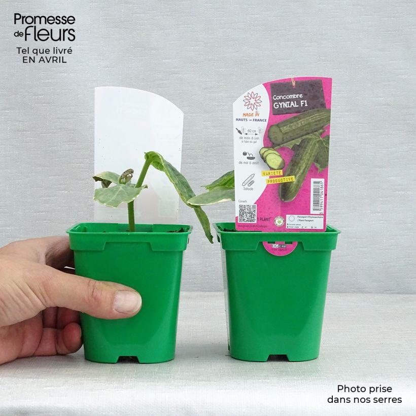 Example of Concombre long Gynial F1 en plants Pot de 10 cm/11cm as you get in printemps