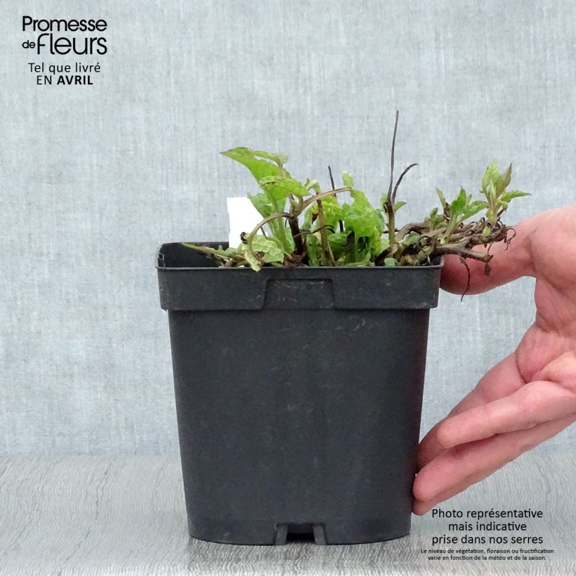 Example of Consoude - Symphytum azureum Pot de 2L/3L as you get in printemps