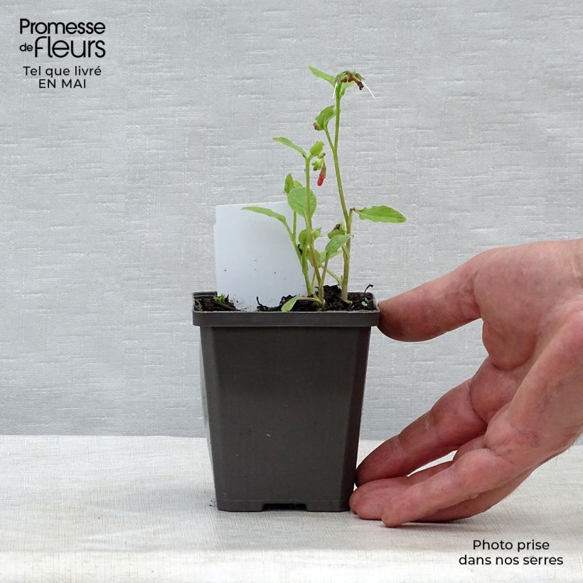 Example of Consoude à grandes fleurs - Symphytum Hidcote Blue Godet de 8/9 cm as you get in printemps