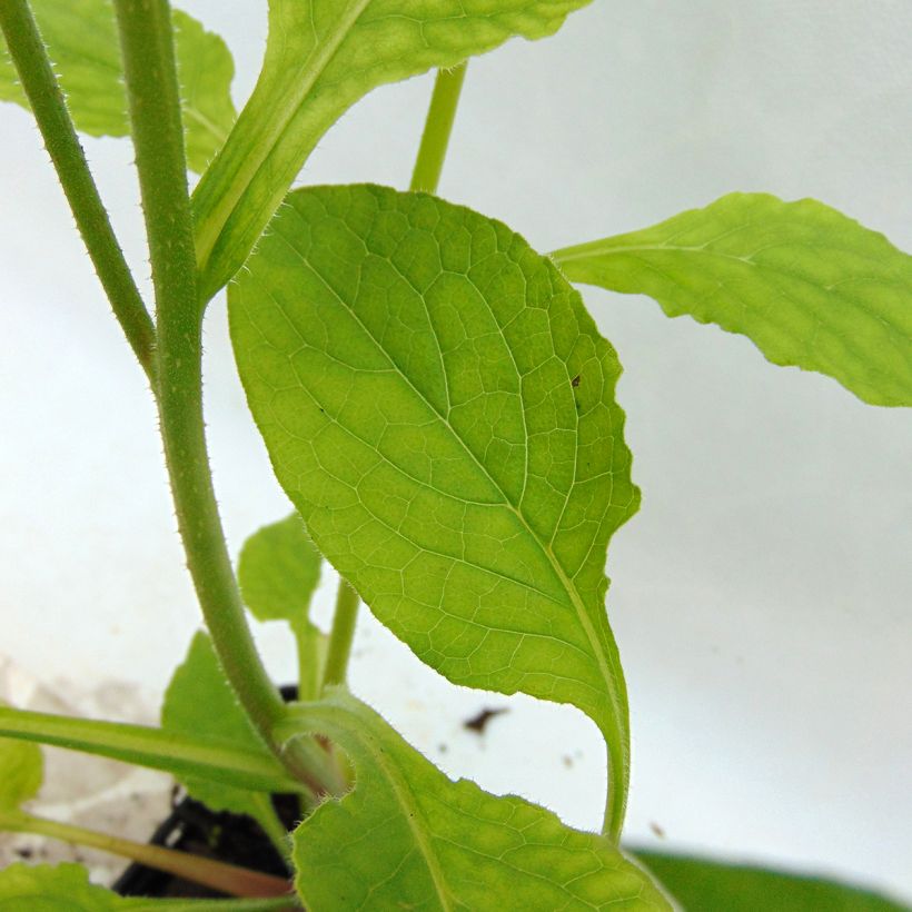 Consoude à grandes fleurs - Symphytum Hidcote Pink (Foliage)