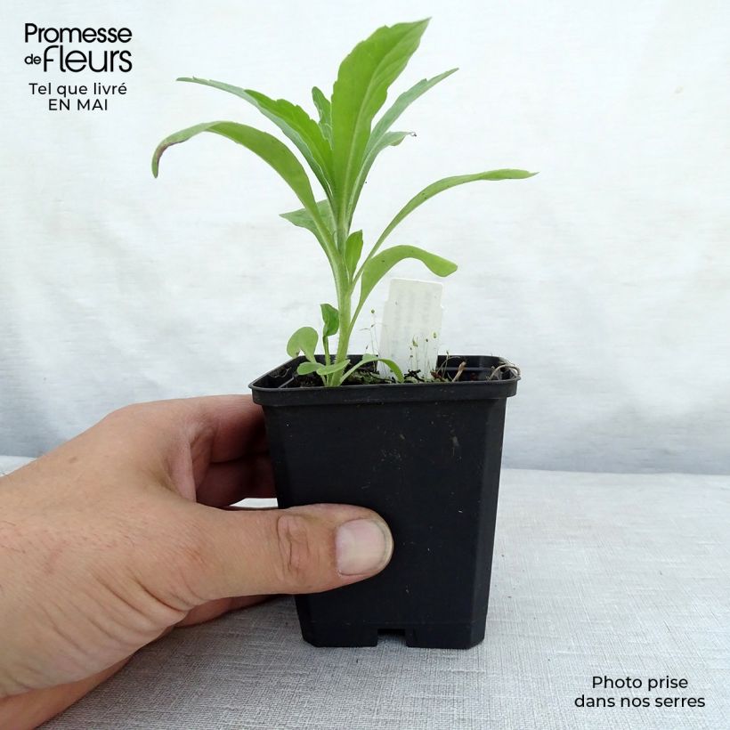 Example of Consoude à grandes fleurs - Symphytum Hidcote Pink Godet de 8/9 cm as you get in printemps