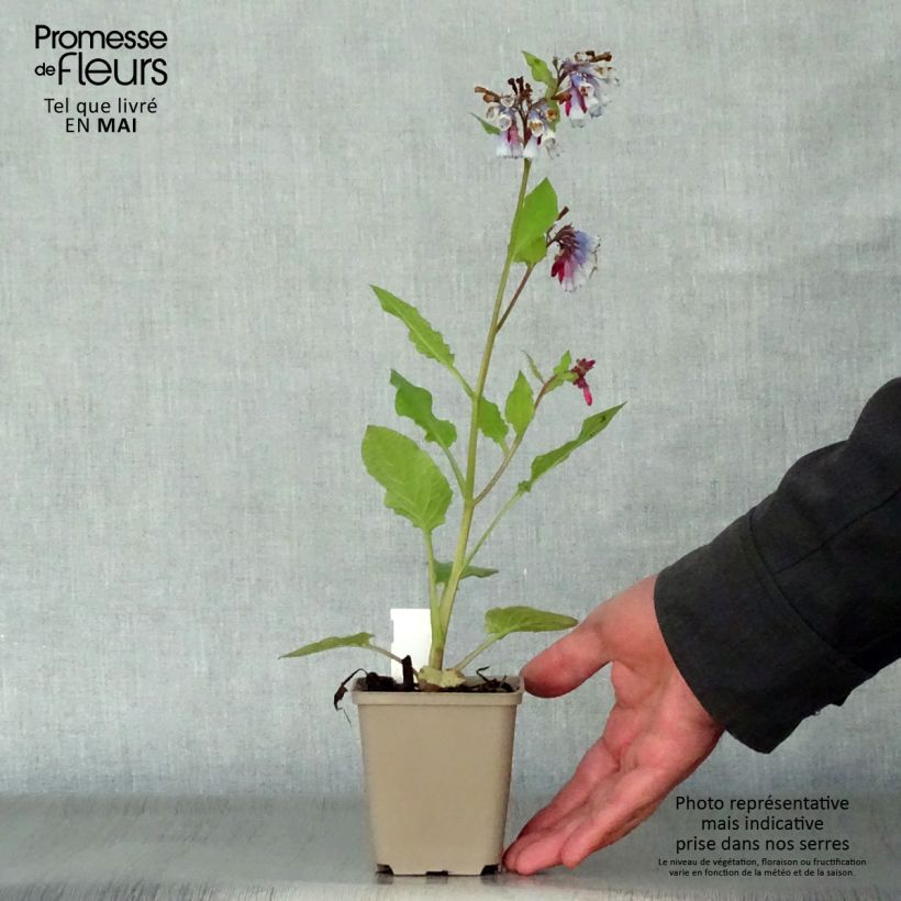 Example of Consoude à grandes fleurs - Symphytum Sky Blue Pink Godet de 8/9 cm as you get in printemps