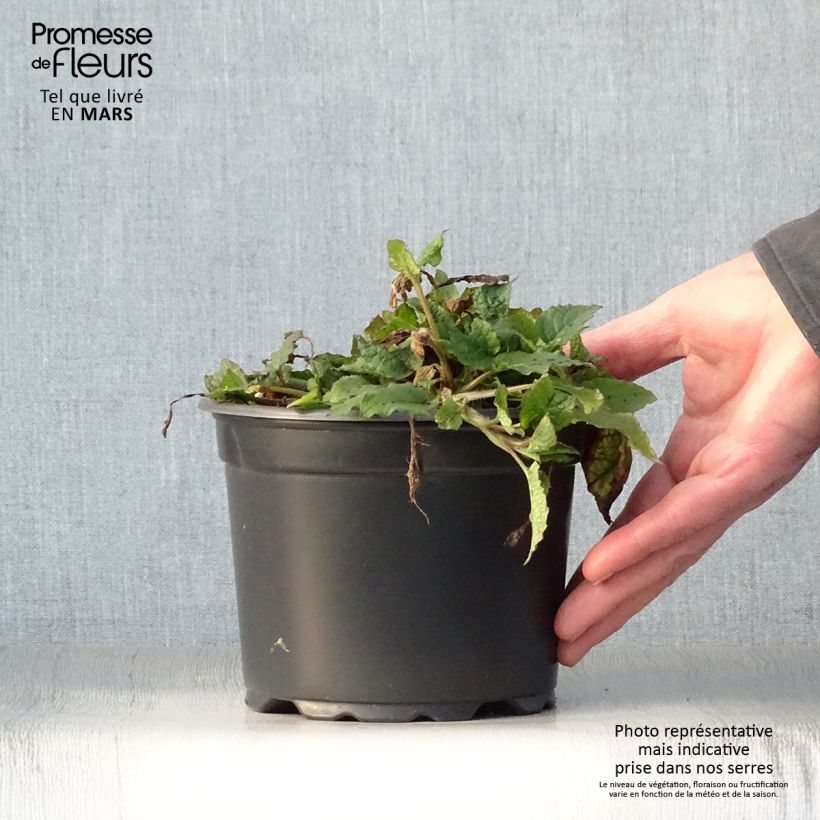 Example of Consoude à grandes fleurs - Symphytum grandiflorum Pot de 2L/3L as you get in printemps