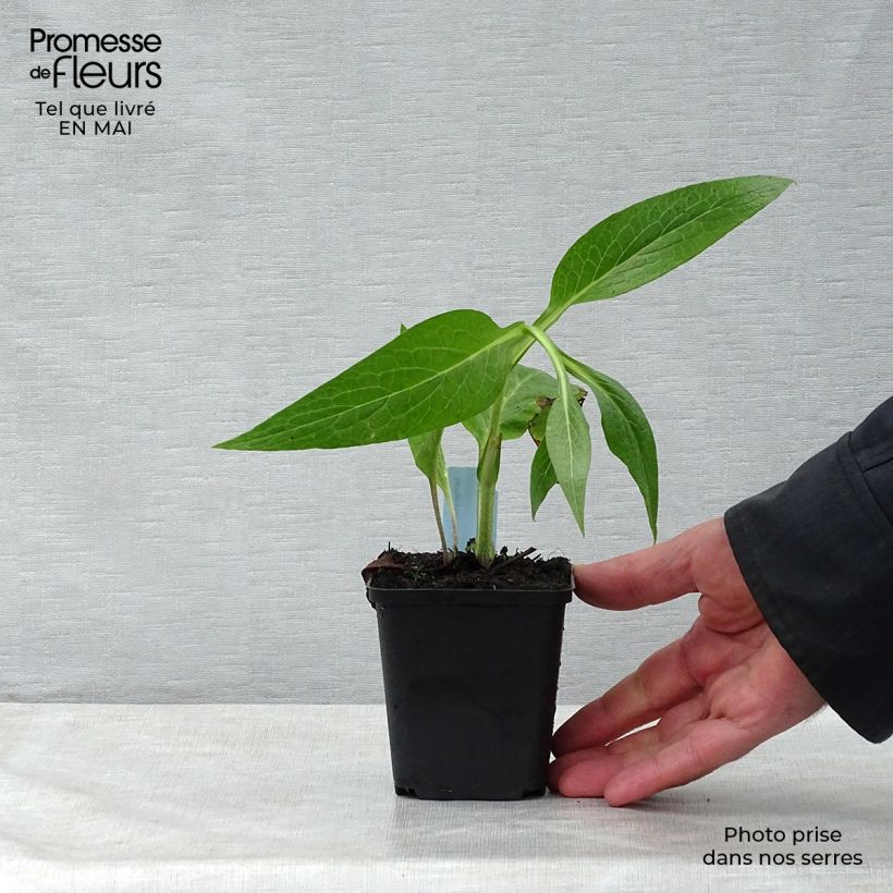 Example of Consoude officinale - Symphytum officinale Godet de 8/9 cm as you get in printemps