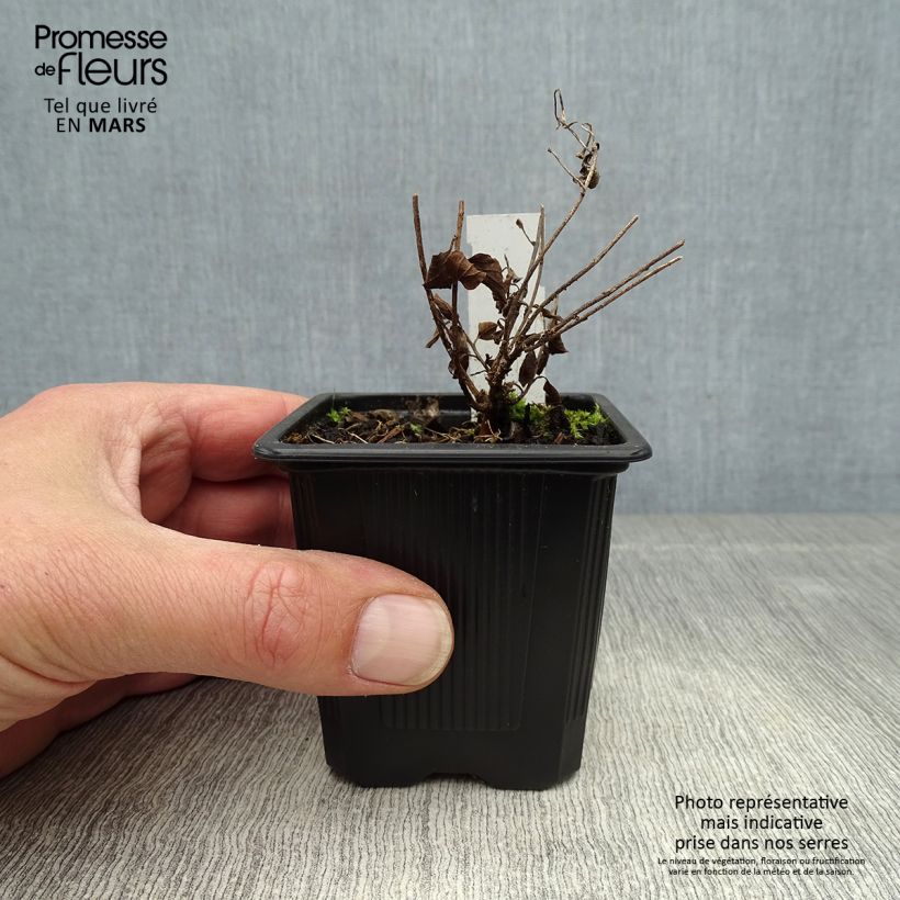 Example of Convolvulus sabatius - Liseron de Mauritanie Godet de 8/9 cm as you get in printemps