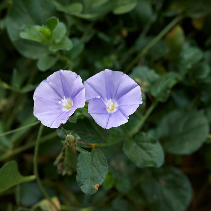 Convolvulus sabatius - Liseron de Mauritanie (Flowering)