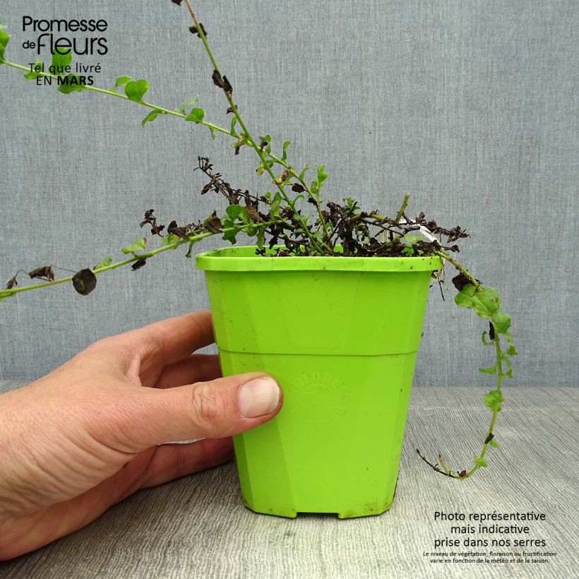 Spécimen de Convolvulus sabatius Moroccan Beauty Pot de 1L/1,5L tel que livré au printemps