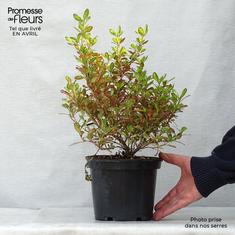 Example of Coprosma Evening Glow Pot de 2L/3L as you get in printemps