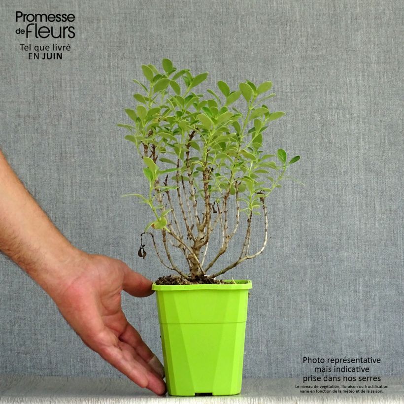 Spécimen de Coprosma Mini Mac - Plante miroir Pot de 3L/4L tel que livré en été