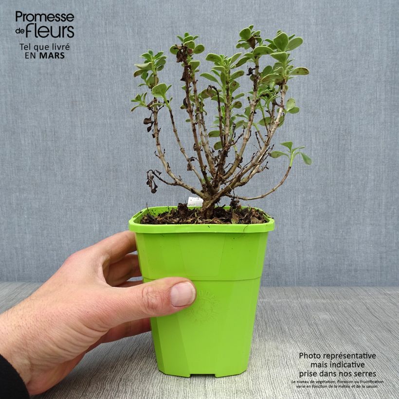 Example of Coprosma Mini Mac - Plante miroir Pot de 3L/4L as you get in printemps
