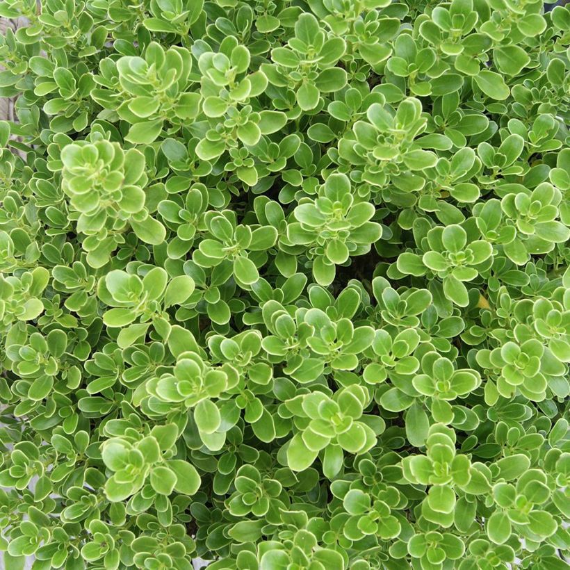 Coprosma Mini Mac - Plante miroir (Foliage)
