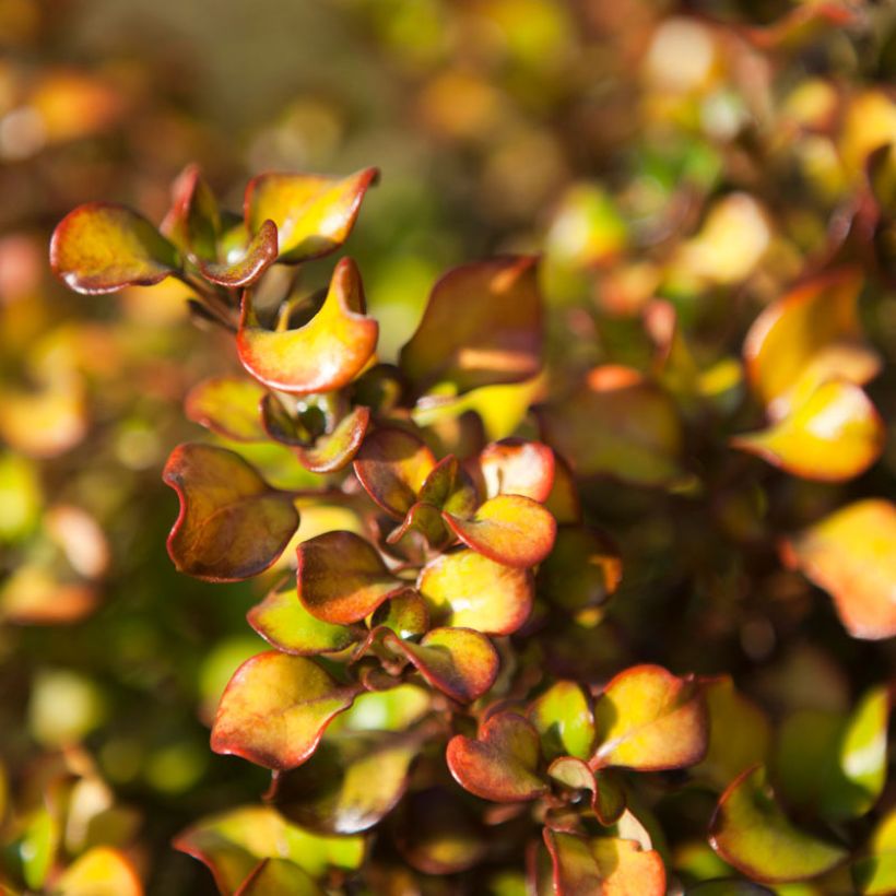 Coprosma Pina colada - Plante miroir (Foliage)