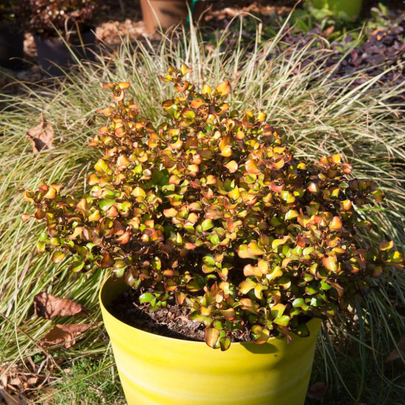 Coprosma Pina colada - Plante miroir (Plant habit)