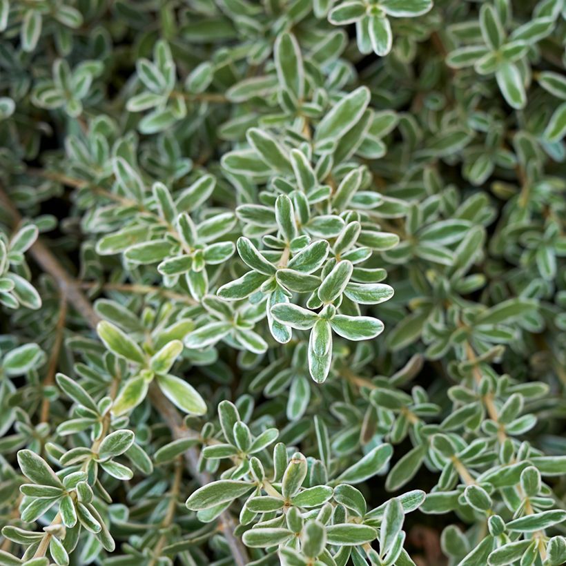 Coprosma x kirkii Variegata (Foliage)