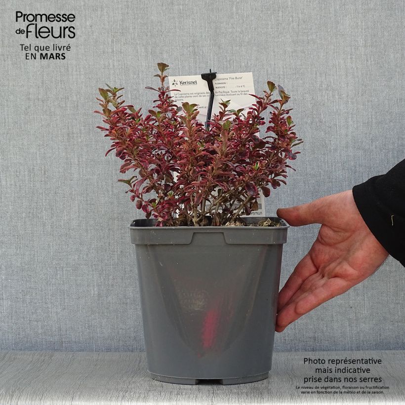 Spécimen de Coprosma (x) repens Fire Burst Pot de 3L/4L tel que livré au printemps