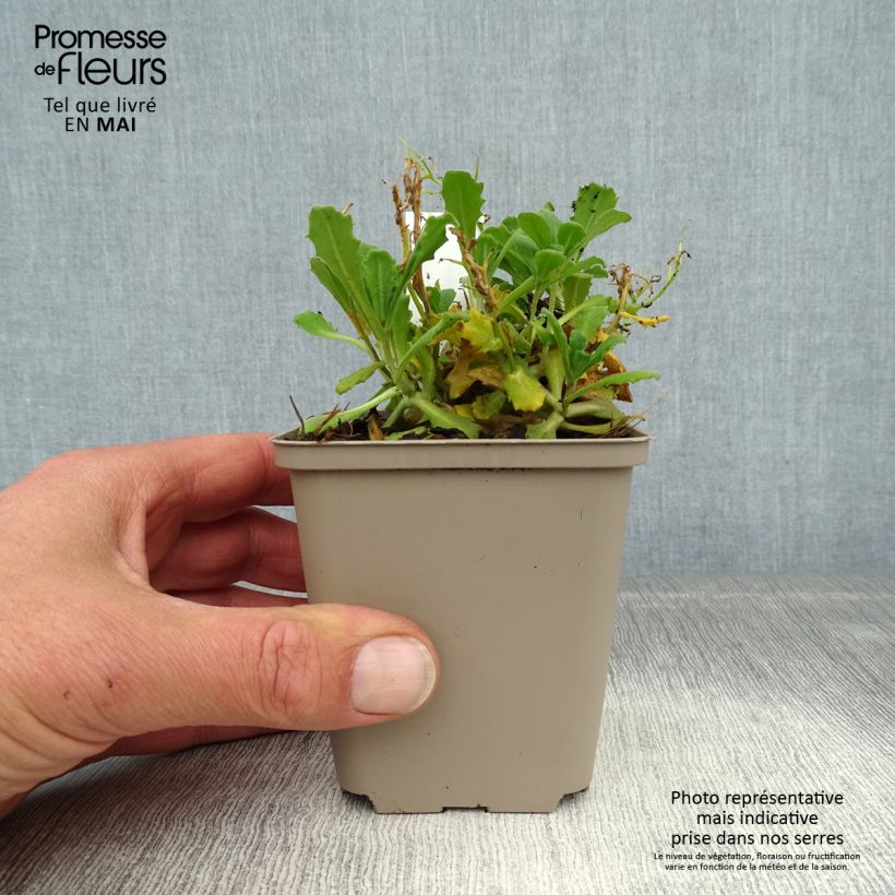 Example of Corbeille d Argent, Arabis Caucasica Bakkely Godet de 8/9 cm as you get in printemps