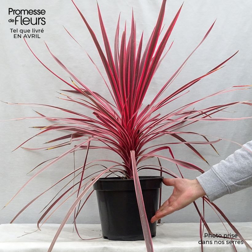 Example of Cordyline Charlie boy® Pot de 4L/5L as you get in printemps