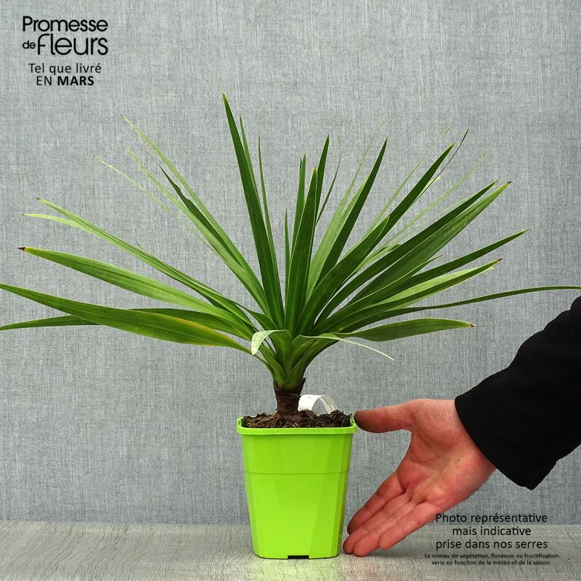 Example of Cordyline Ti Tawhiti Pot de 1L/1,5L as you get in printemps