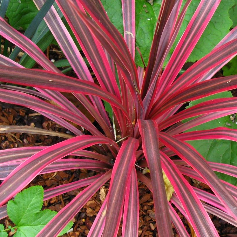 Cordyline australis Cherry Sensation (Foliage)