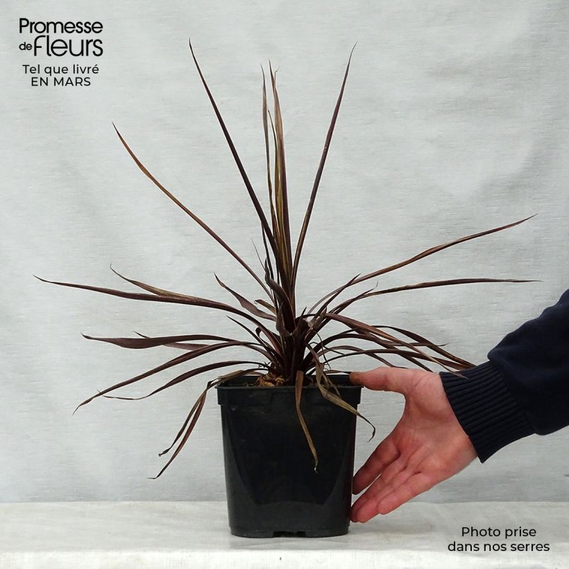 Example of Cordyline australis Red Star Pot de 2L/3L as you get in printemps