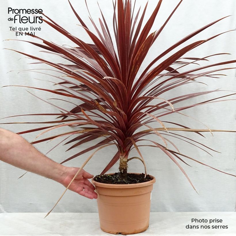 Example of Cordyline australis Red Star Pot de 7,5L/10L as you get in printemps