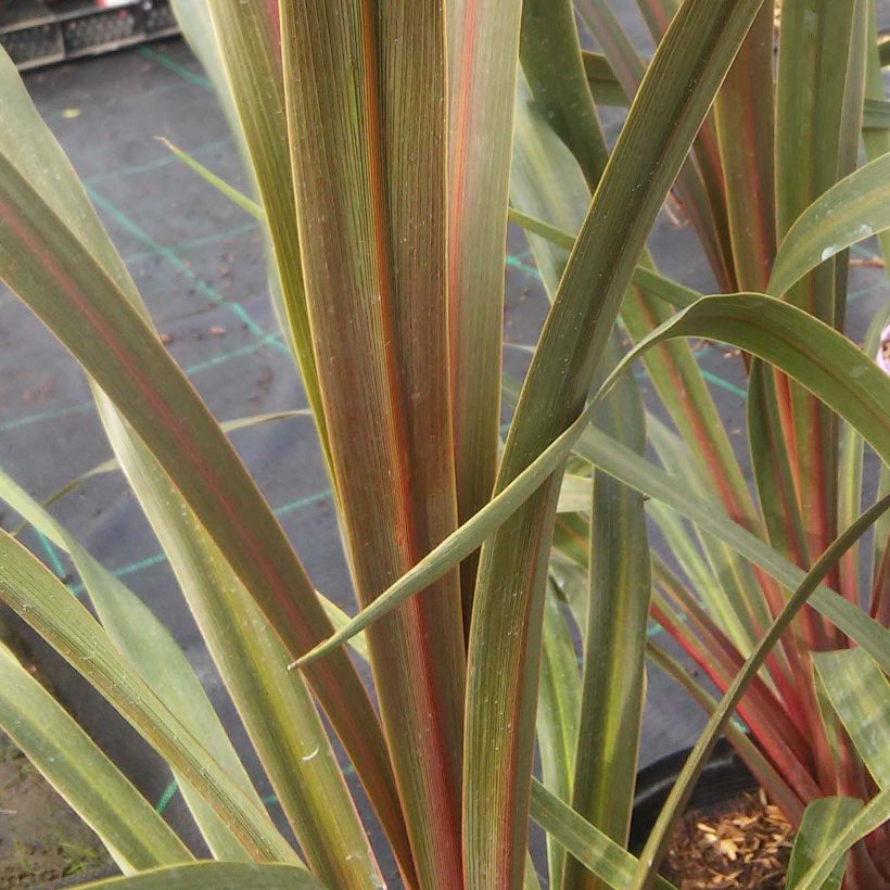 Cordyline australis Sundance (Foliage)