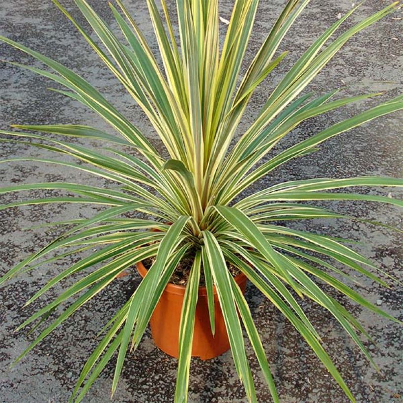 Cordyline australis Torbay Dazzler (Plant habit)