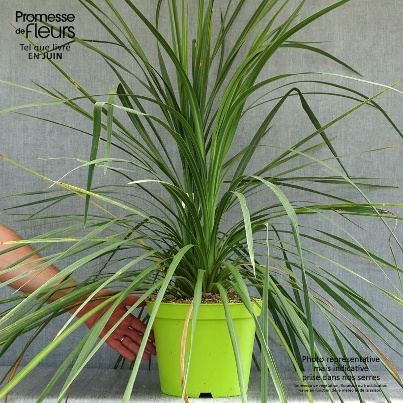 Spécimen de Cordyline australis Pot de 6L/7L tel que livré en été
